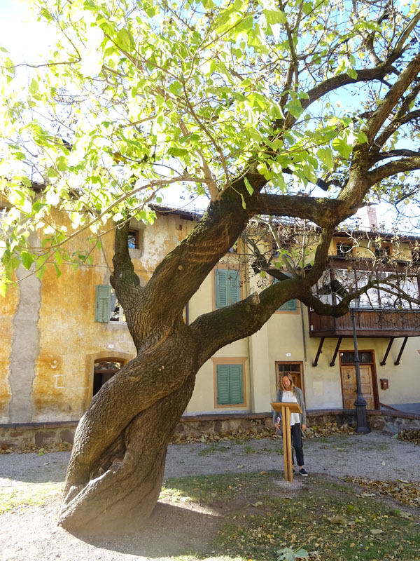 Paulownia tomentosa di Cavalese